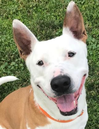 Pet of the Week | Meet Pete